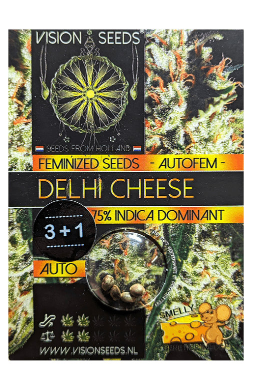 Cannabis Samen Delhi Cheese