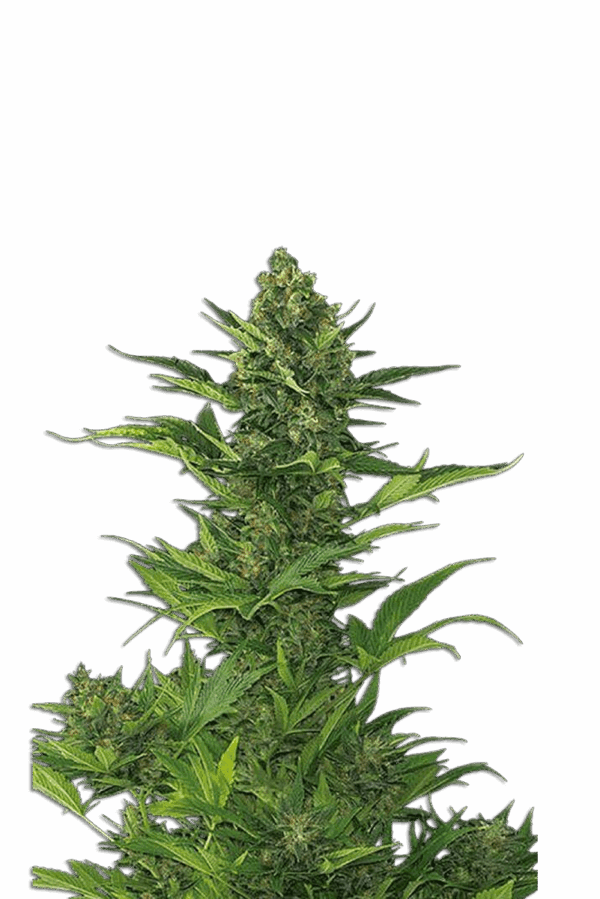 Amnesia XXL