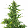 Amnesia XXL Auto Blüte mit sativa-dominanter Autoflowering Genetik