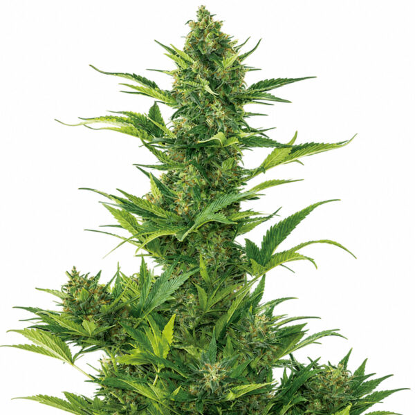 Amnesia XXL Auto Blüte mit sativa-dominanter Autoflowering Genetik