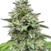 Cannabis Samen Black Domina