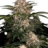Cannabis Samn Black Domina Auto