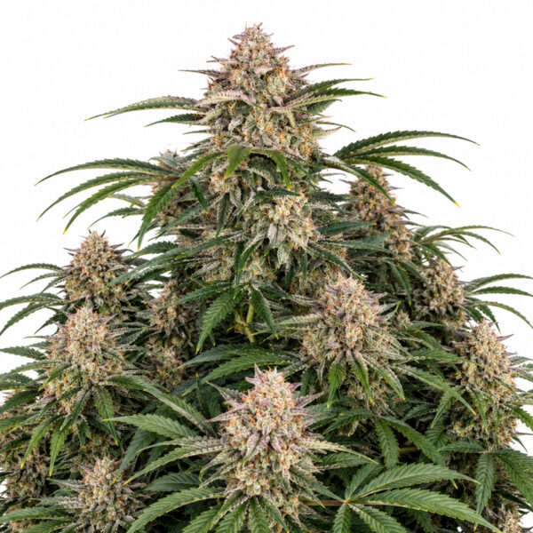 Black Domina Auto Blüte mit reiner Indica Autoflowering Genetik