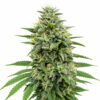 Black Domina Samen Blüte – feminisierte Sorte von Jelly Bud Seeds