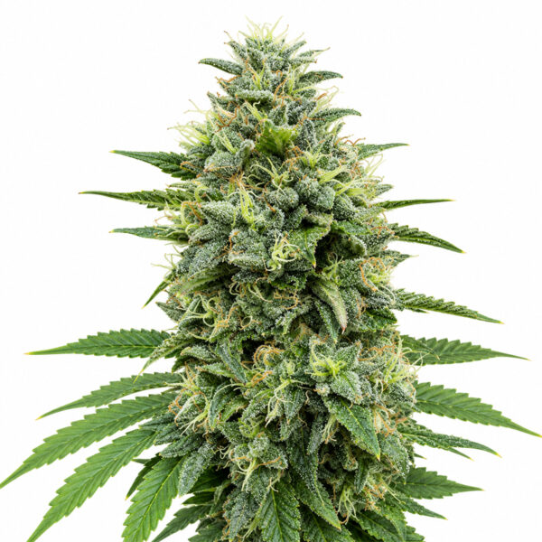 Black Domina Samen Blüte – feminisierte Sorte von Jelly Bud Seeds