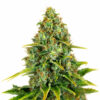 Blue Cheese Auto Blüte mit indica-dominanter Autoflowering Genetik