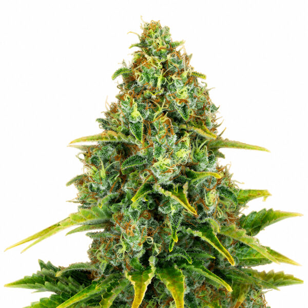 Blue Cheese Auto Blüte mit indica-dominanter Autoflowering Genetik