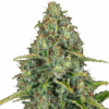 Cannabis Samen Blue Cheese Auto