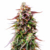 Dosidos Auto Blüte mit ausgewogener Autoflowering Genetik