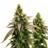 Girl Scout Cookies Samen Blüte – feminisierte Sorte von Jelly Bud Seeds