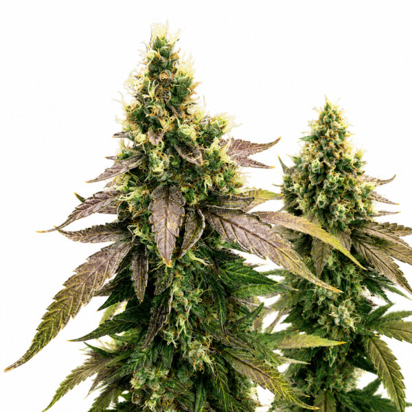 Girl Scout Cookies Samen Blüte – feminisierte Sorte von Jelly Bud Seeds