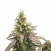 Samen Girl Scout Cookies