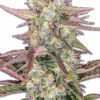 Samen "Gorilla X Zkittlez" Auto