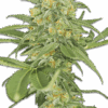 Samen Green Crack