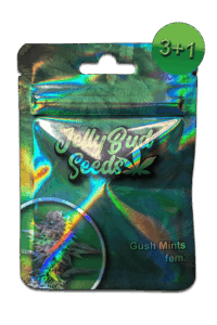 Gush Mints Cannabis Samen