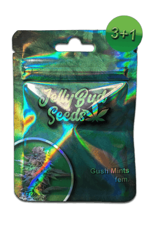 Test 12 Gush Mints Cannabis Samen