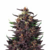 Hawaiian Auto Blüte mit tropischer Autoflowering Genetik