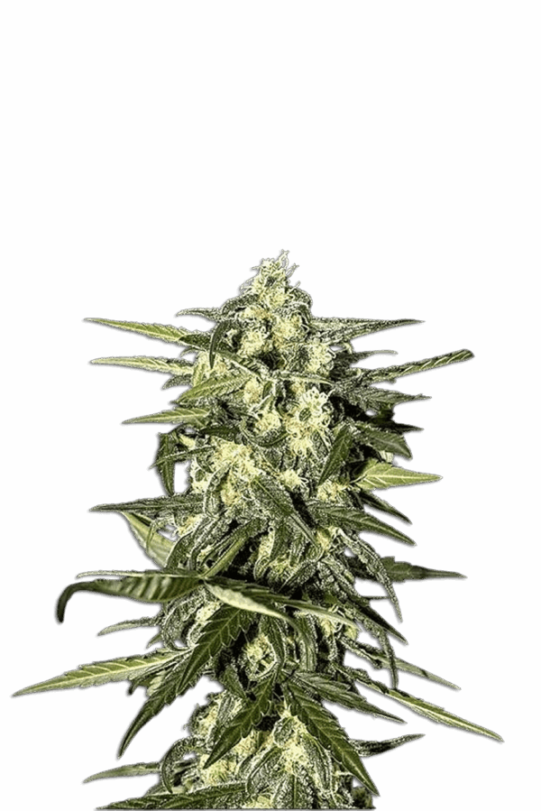 Jack Herer