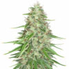 LSD Cannabis Samen Blüte – feminisierte Sorte von Jelly Bud Seeds