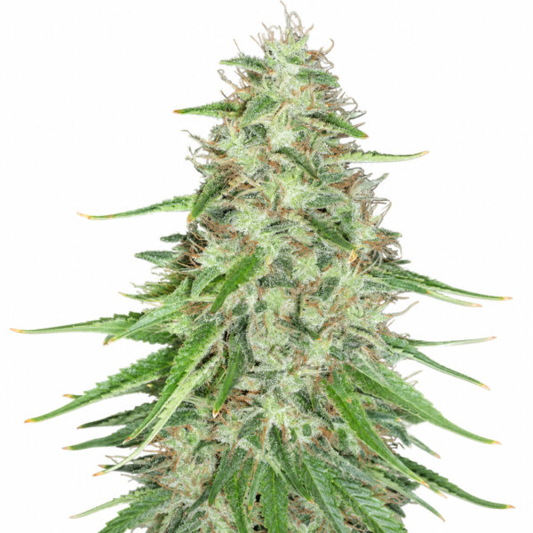 LSD Cannabis Samen Blüte – feminisierte Sorte von Jelly Bud Seeds