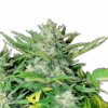 cannabis Samen Lemon Haze auto
