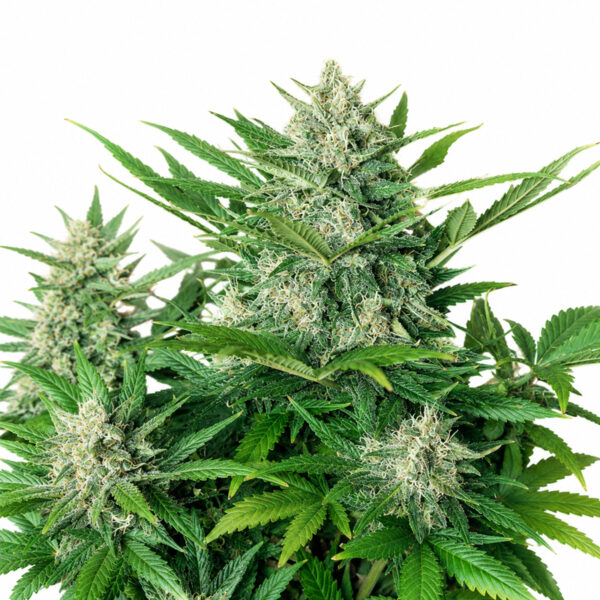 Lemon Haze Auto Blüte mit frischer Autoflowering Genetik