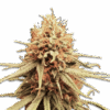 Cannabis Samen Mendo Juice Auto