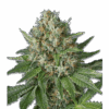 Samen OG Kush