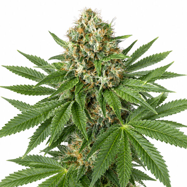 OG Kush Samen Blüte – feminisierte Sorte von Jelly Bud Seeds
