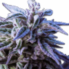 Cannabis Samen Purple Haze Auto