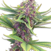 Cannabis Samen Purple Kush