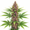 Purple Kush Blüte mit indica-dominanter Genetik