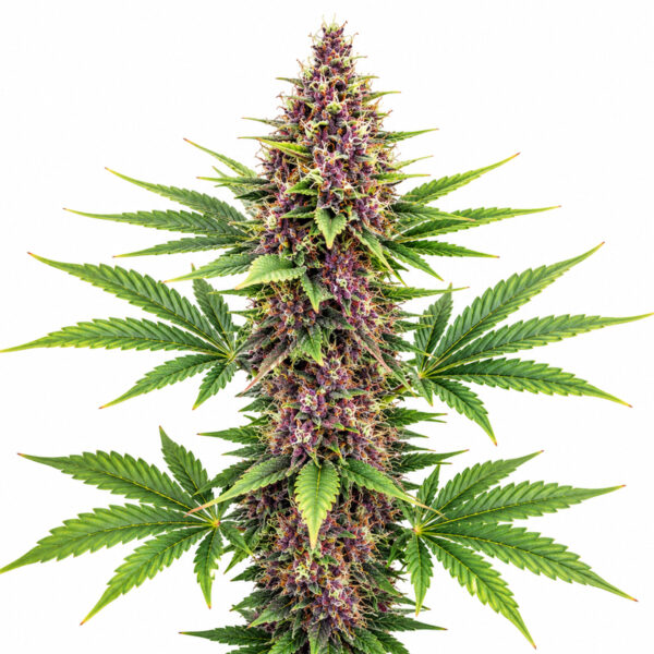 Purple Kush Blüte mit indica-dominanter Genetik