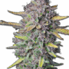 Cannabis Samen Purple Punch Auto