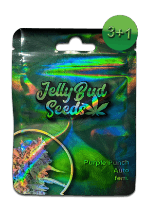 Cannabis Samen Purple Punch Auto