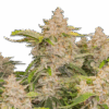Cannabis Samen Skywalker Auto