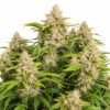 Skywalker Auto Blüte mit indica-dominanter Autoflowering Genetik