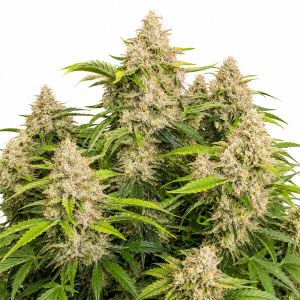 Skywalker Auto Blüte mit indica-dominanter Autoflowering Genetik