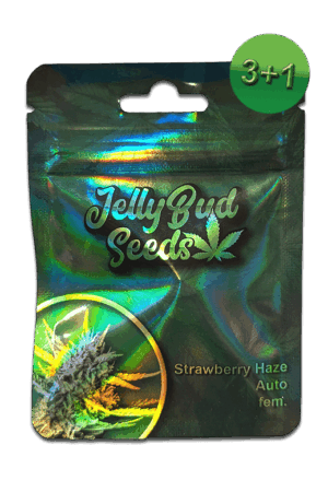 Samen Strawberry Haze Auto