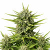Strawberry Haze Auto Blüte mit süßer Autoflowering Genetik