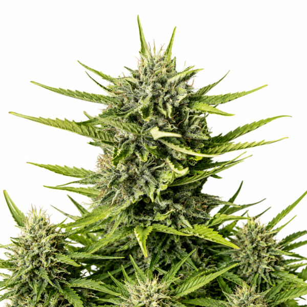 Strawberry Haze Auto Blüte mit süßer Autoflowering Genetik
