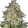 Cannabis samen Sunset Sherbet