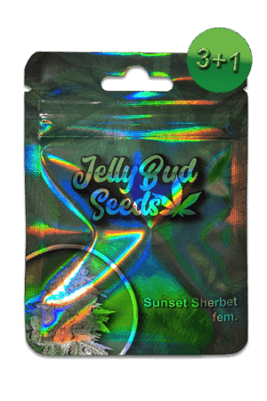 Cannabis samen Sunset Sherbet