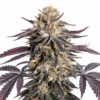 Zerealz Samen Blüte – feminisierte Sorte von Jelly Bud Seeds
