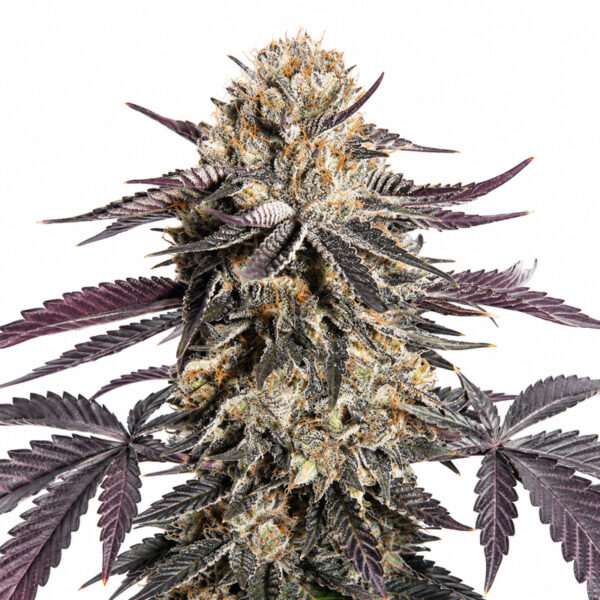 Zerealz Samen Blüte – feminisierte Sorte von Jelly Bud Seeds