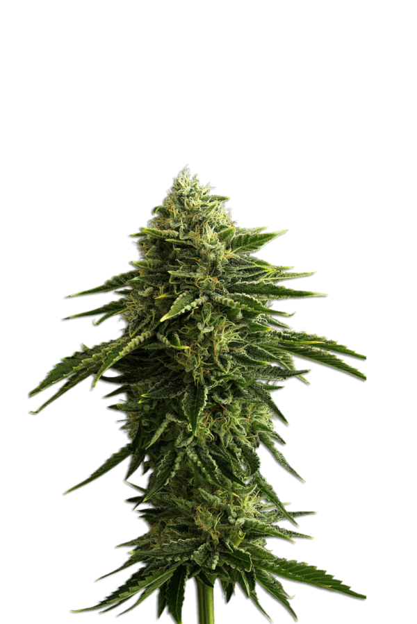 Zkittlez