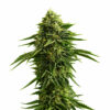 Zkittlez Auto Blüte mit fruchtiger Autoflowering Genetik