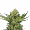Cannabis Samen Cheese