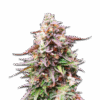 Samen Cannabis Dosidos Auto