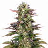 Gorilla X Zkittlez Auto Blüte mit sativadominanter Autoflowering Genetik